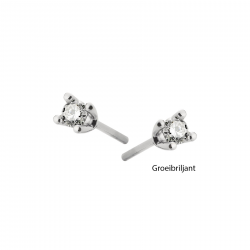 witgouden 4 poots oorstekers 2x 0,05 crt - 21765